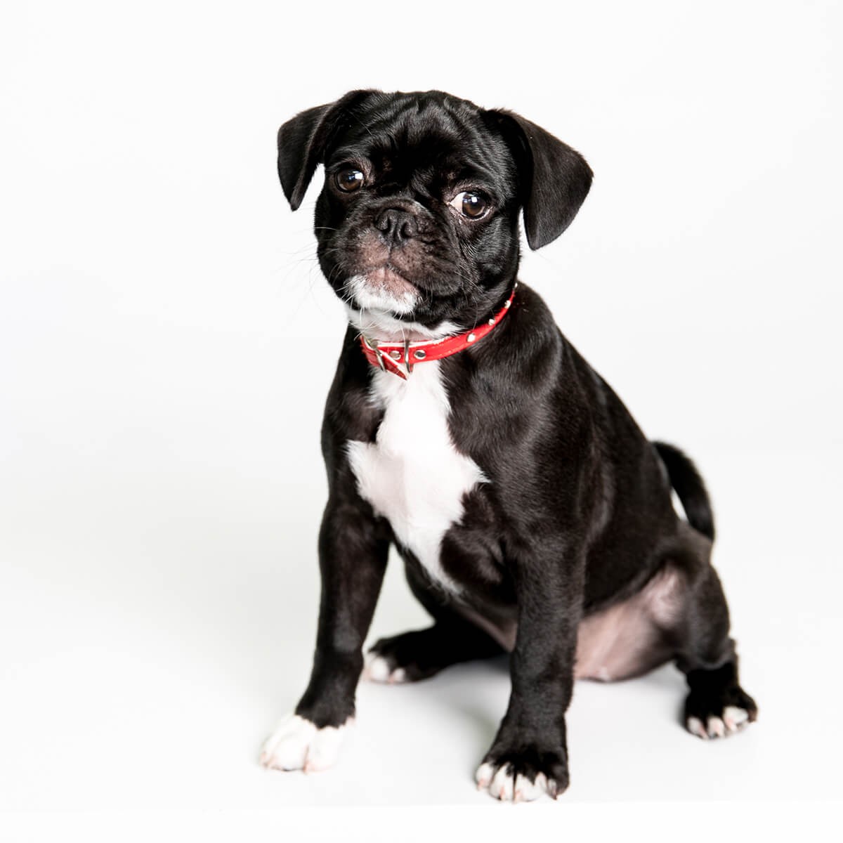 Ellie the dog Event Revolution